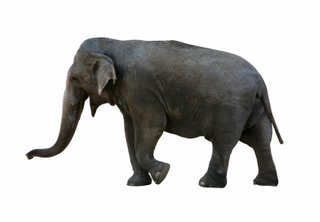 elephant-1.JPG