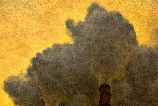 2261324662_526eacbafb_z